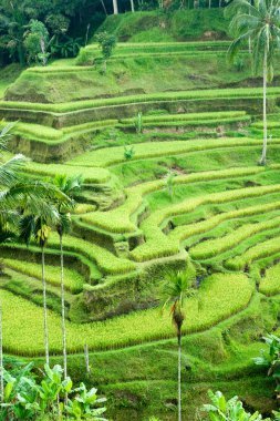 İnanılmaz pirinç tarlası, Ubud, Bali, Endonezya.