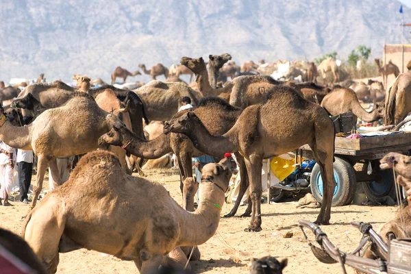 Feria del Camello, Pushkar, India . —  Fotos de Stock