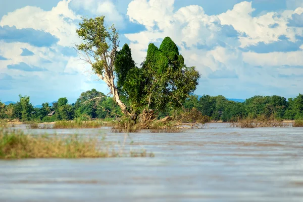 Pohon di sungai Mekong . — Stok Foto