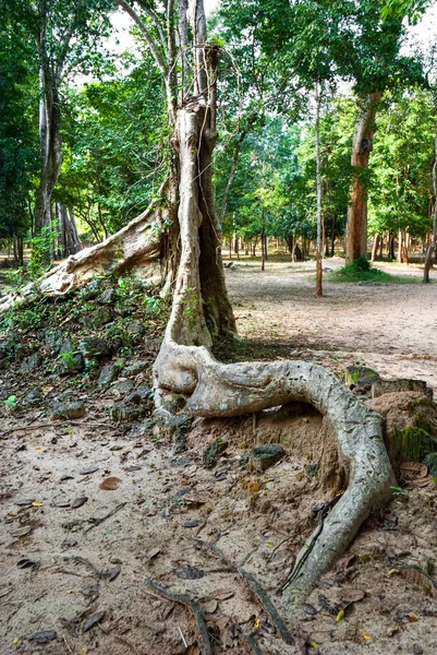 Grote boom in een tropisch woud, Cambodja. — Stockfoto