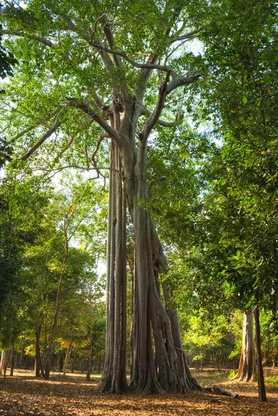 Nagy fa, egy trópusi erdőben, Kambodzsa. — Stock Fotó