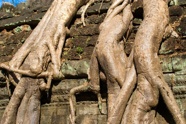 Detail of big at Ta Prohm, Siem reap, Cambodia. — Stock Photo, Image