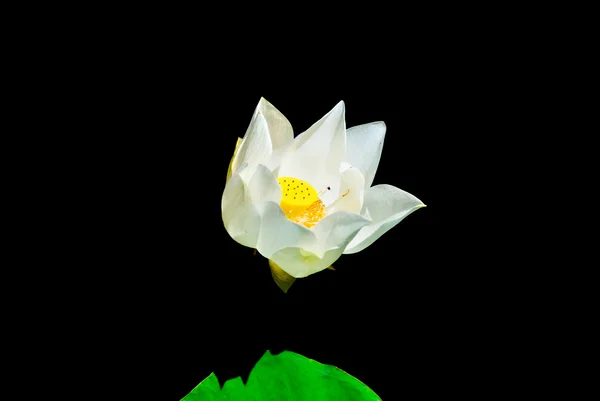 White waterlily. — Stock Photo, Image