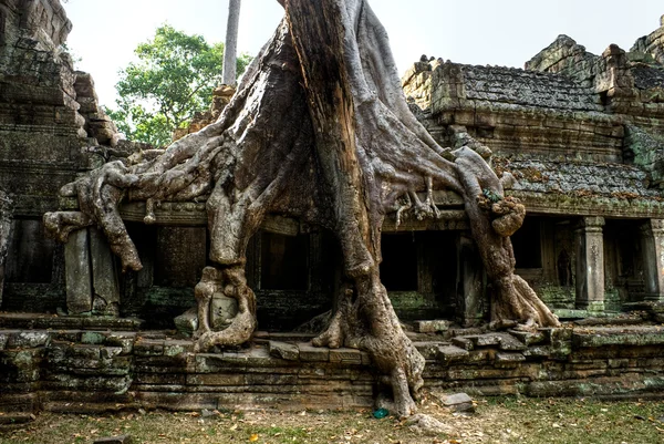 Velký strom v chrámu preah khan, angkor wat, Kambodža. — Stock fotografie