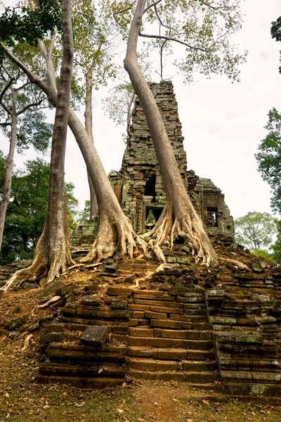 Oude tempel en grote boom op angkor thom, siem reap, Cambodja. — Stockfoto