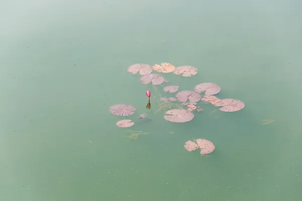 Zielony liść w jeziorze. — Zdjęcie stockowe