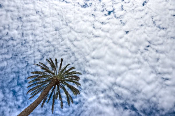 Palma y cielo dramático . — Foto de Stock