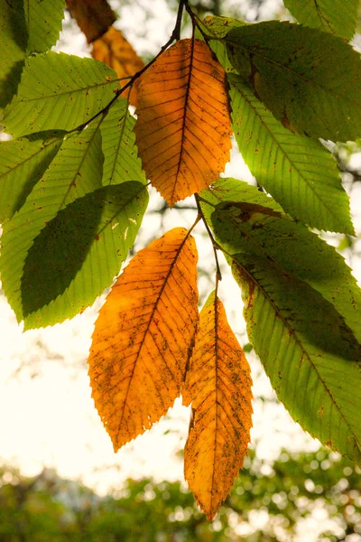 Осенний листок каштана — стоковое фото
