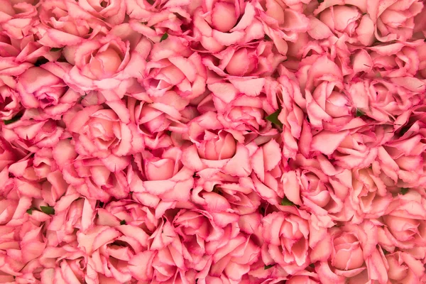 Bright pink roses — Stock Photo, Image