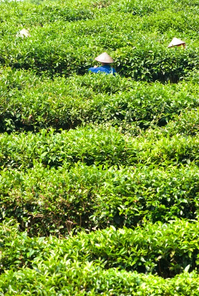 Három nő dolgozik a tea ültetvény, Észak-vietnam. — Stock Fotó