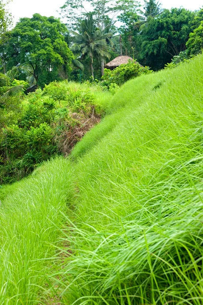 Campo terrazza incredibile di riso, ubud, bali, indonesia. — Foto Stock