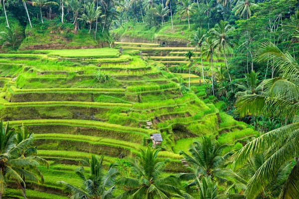 Borobudur Tapınağı, yogyakarta, java, Endonezya. — Stok fotoğraf