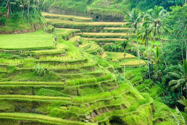 Incroyable terrain de terrasse de riz, Ubud, Bali, Indonésie. — Photo