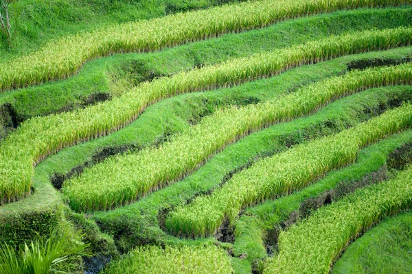 İnanılmaz pirinç tarlası, Ubud, Bali, Endonezya. — Stok fotoğraf