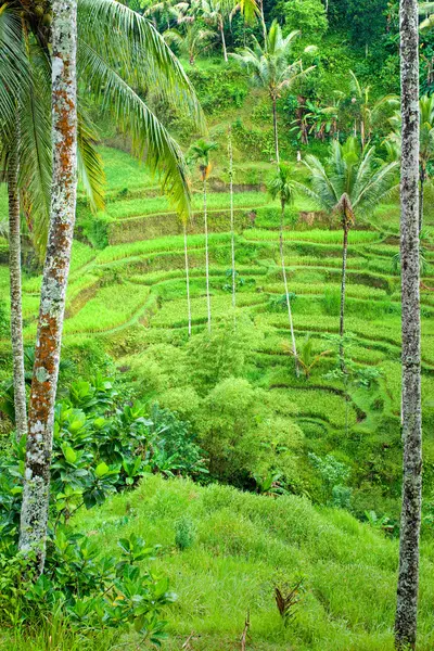 Amazing Rice Terrace field, Ubud, Μπαλί, Ινδονησία. — Φωτογραφία Αρχείου