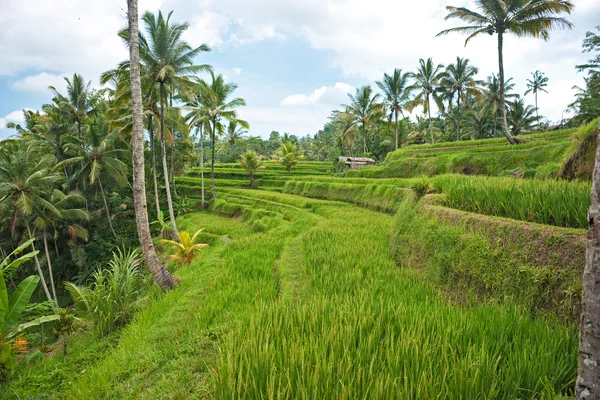 Campo de terraço de arroz incrível, Ubud, Bali, Indonésia. — Fotografia de Stock