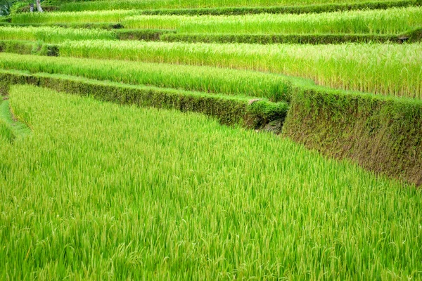 Amazing Rice Terrace mező, Ubud, Bali, Indonézia. — Stock Fotó