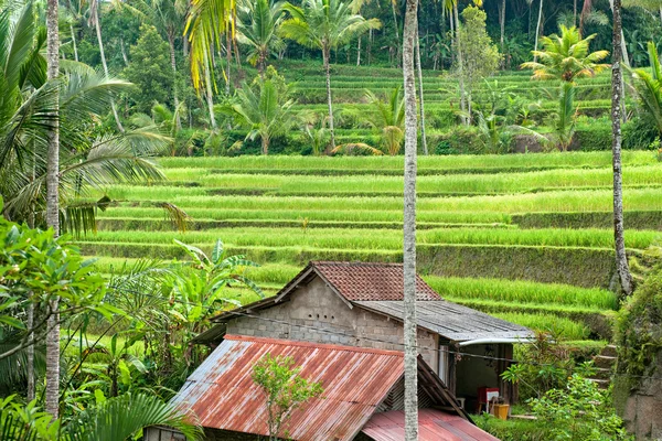 Дивовижне поле для терас Райс, Убуд, Балі, Індонезія. — стокове фото