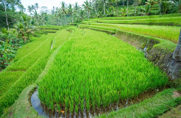 İnanılmaz pirinç tarlası, Ubud, Bali, Endonezya. — Stok fotoğraf