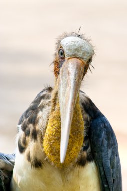marabu.