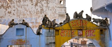 Maymunlar jaipur, Hindistan.