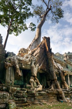 büyük ağaç preah Han Tapınağı, angkor wat, Kamboçya.