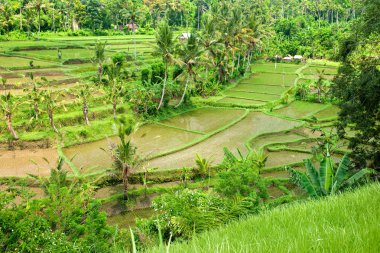 İnanılmaz pirinç tarlası, Ubud, Bali, Endonezya.
