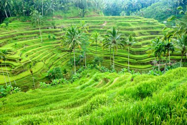 İnanılmaz pirinç tarlası, Ubud, Bali, Endonezya.