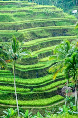 İnanılmaz pirinç tarlası, Ubud, Bali, Endonezya.