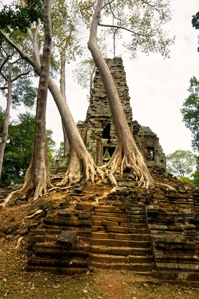Old Temple and big Tree at Angkor Thom, Siem Reap, Cambodia. — Stock Photo, Image