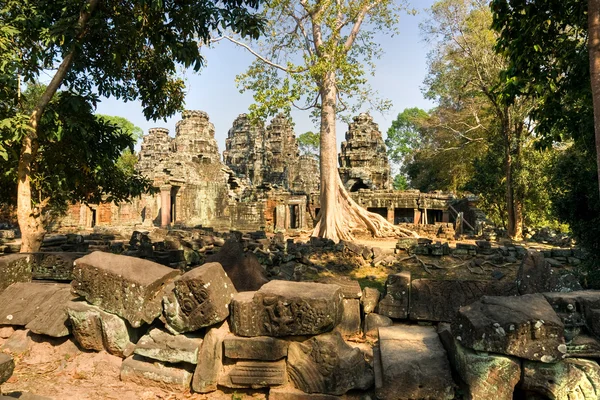 Velký strom v chrámu preah khan, angkor wat, Kambodža. — Stock fotografie