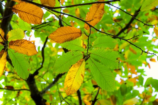Осенний каштановый лист — стоковое фото