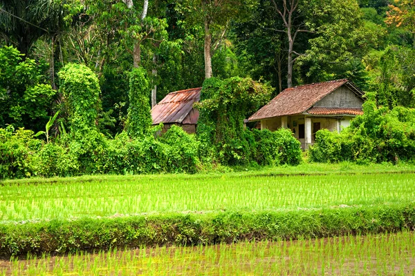 Campo de terraço de arroz incrível, Ubud, Bali, Indonésia. — Fotografia de Stock