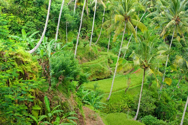 Дивовижне поле для терас Райс, Убуд, Балі, Індонезія. — стокове фото