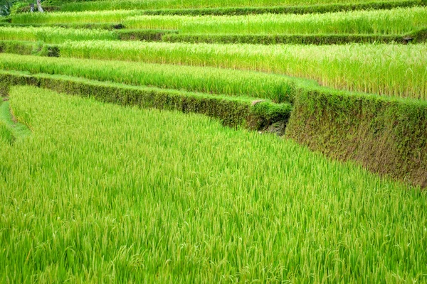 Удивительное рисовое поле, Убуд, Бали, Индонезия. — стоковое фото