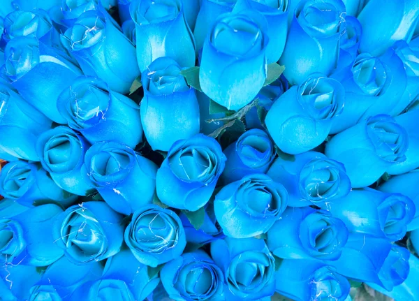 Colorful rose background — Stock Photo, Image