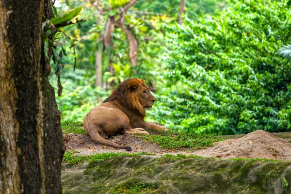 Lion mâle relaxant sur l'herbe . — Photo