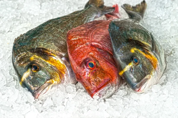 Mariscos sobre hielo en el mercado de pescado — Foto de Stock