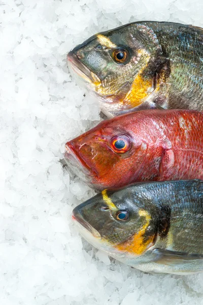 Mariscos sobre hielo en el mercado de pescado — Foto de Stock