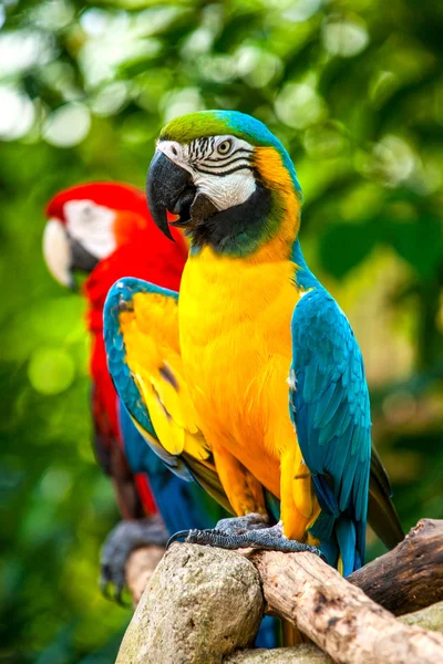 Цветной голубой попугай — стоковое фото