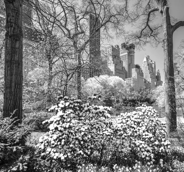 Central park, New York City. USA. — Stock Photo, Image