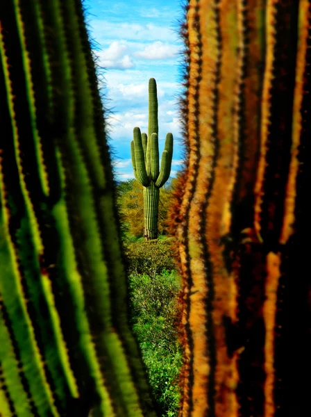 Λεπτομέρειες κάκτος saguaro — Φωτογραφία Αρχείου