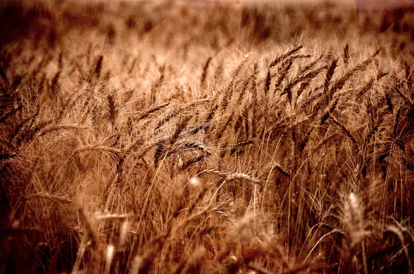 Grano de trigo —  Fotos de Stock