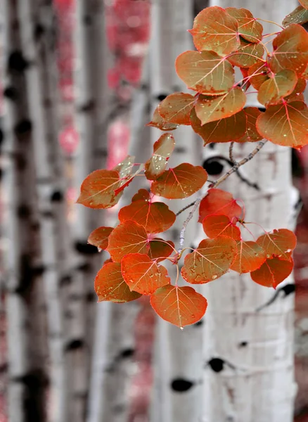 Aspen björkar i höst — Stockfoto