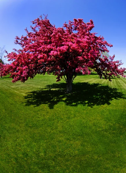 红色的树花在春天 — 图库照片