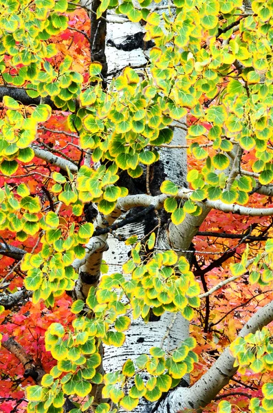 Fall Birch Leaves — Stock Photo, Image