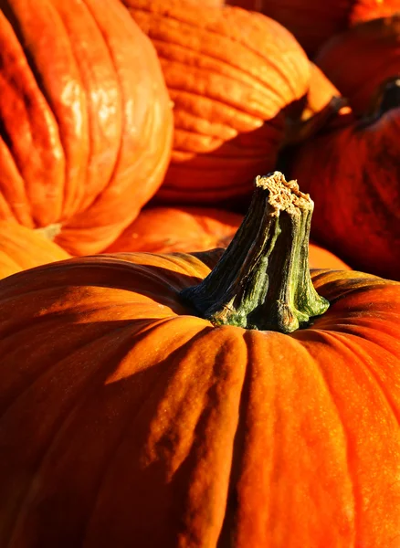 Pumpkin Pile — Stock Photo, Image