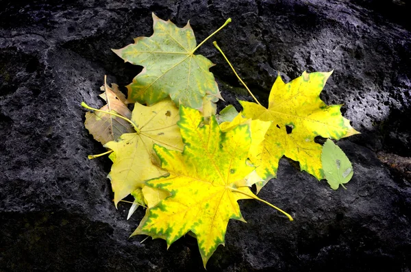 秋天的叶子上黑岩 — 图库照片