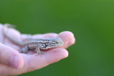 kertenkele tutan çocuk