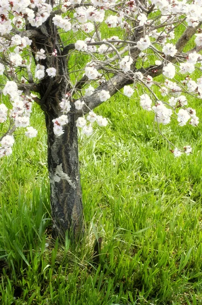 Våren blommar — Stockfoto